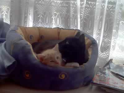 Blackie and Queenie - two cats in their catbed